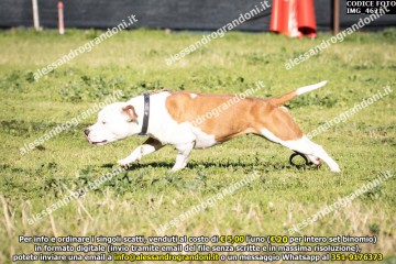 IMG_4621.jpg