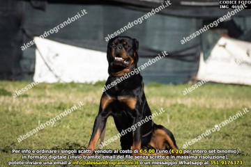 IMG_4650.jpg