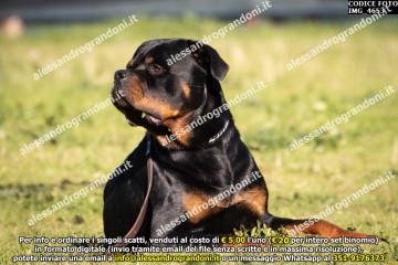 IMG_4653.jpg