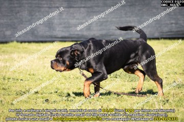 IMG_4655.jpg