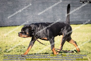 IMG_4657.jpg
