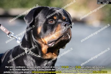 IMG_4661.jpg
