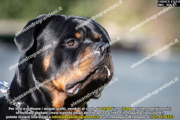 IMG_4663.jpg