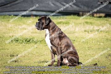 IMG_4699.jpg