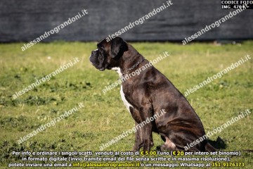 IMG_4704.jpg