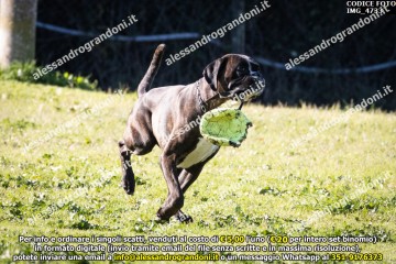 IMG_4733.jpg