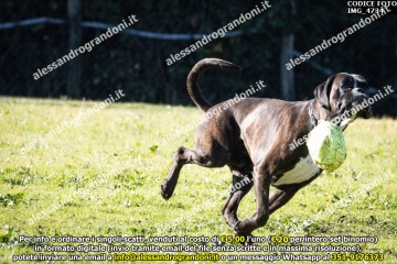 IMG_4734.jpg