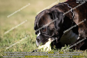 IMG_4745.jpg