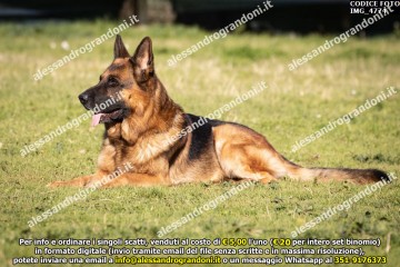 IMG_4774.jpg
