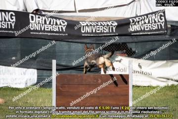 IMG_4916.jpg