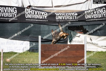 IMG_4917.jpg