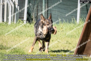 IMG_4930.jpg