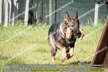 IMG_4931.jpg