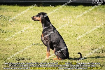 IMG_4965.jpg