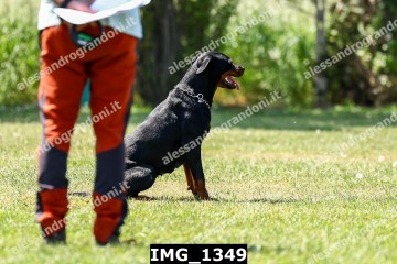 IMG_1349.jpg