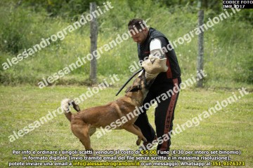 IMG_1217.jpg