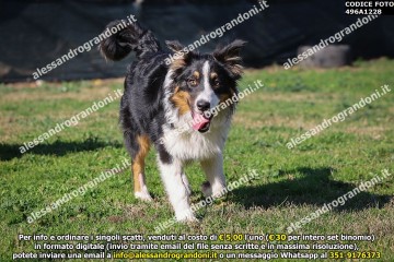 496A1228.jpg