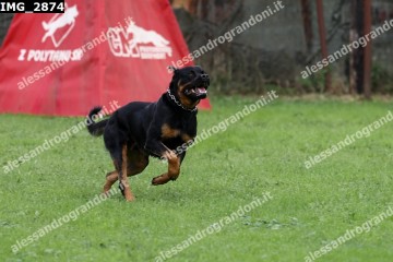 IMG_2874.jpg