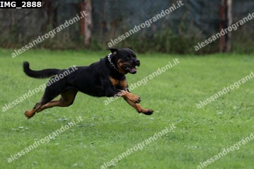 IMG_2888.jpg