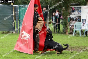 IMG_2956.jpg