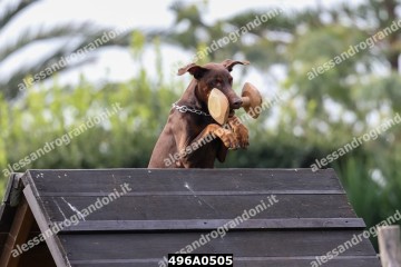 496A0505.jpg