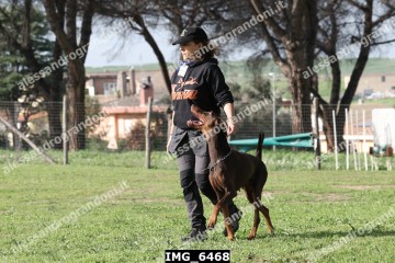 IMG_6468.jpg