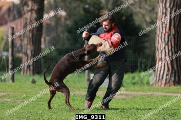 IMG_9311.jpg