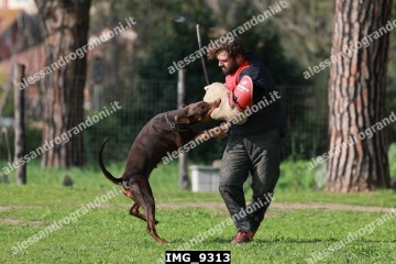 IMG_9313.jpg