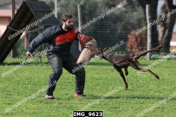 IMG_9623.jpg