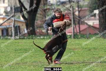 IMG_9664.jpg