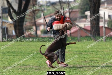 IMG_9667.jpg