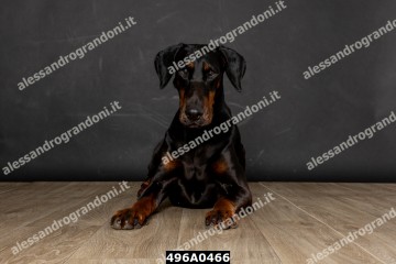 496A0466.jpg