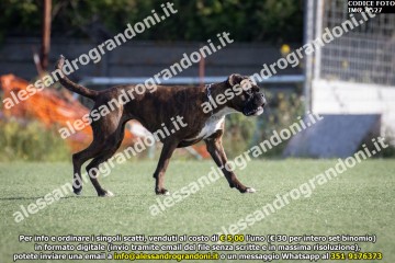 IMG_9527.jpg