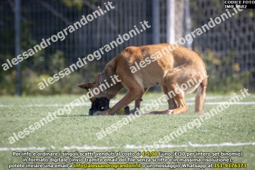 IMG_9682.jpg