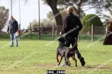 IMG_2988.jpg