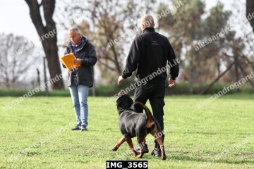IMG_3565.jpg