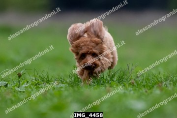 IMG_4458.jpg
