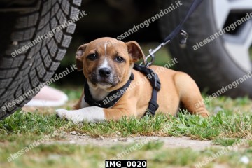 IMG_0020.jpg