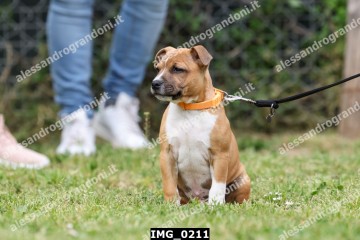 IMG_0211.jpg