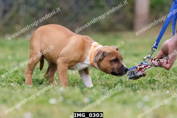 IMG_0303.jpg