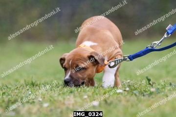 IMG_0324.jpg