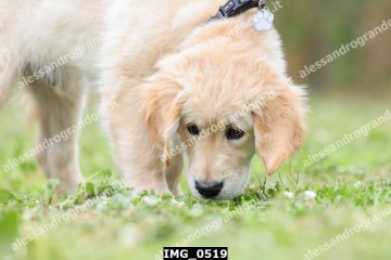 IMG_0519.jpg