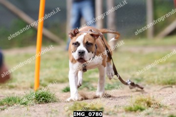 IMG_0780.jpg