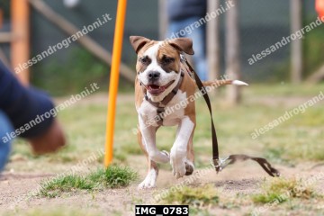 IMG_0783.jpg