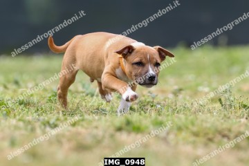 IMG_0948.jpg