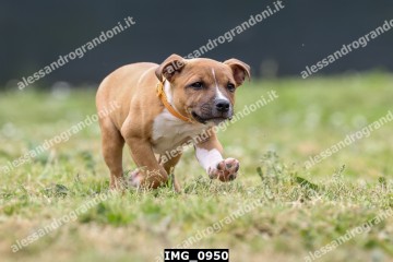 IMG_0950.jpg