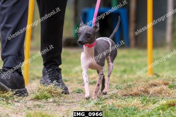 IMG_0966.jpg