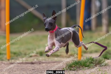 IMG_0993.jpg