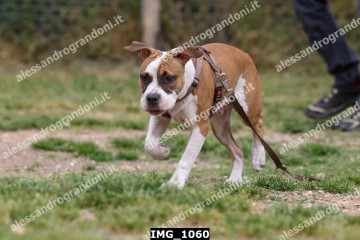 IMG_1060.jpg