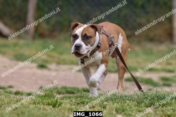 IMG_1066.jpg